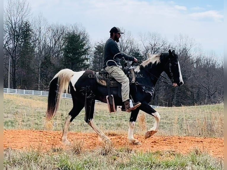 Tennessee Walking Horse Castrone 7 Anni 152 cm in Tompkinsville, KY