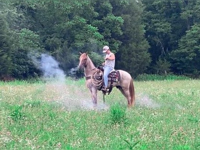 Tennessee Walking Horse Castrone 7 Anni 152 cm Sauro ciliegia in Colorado Springs