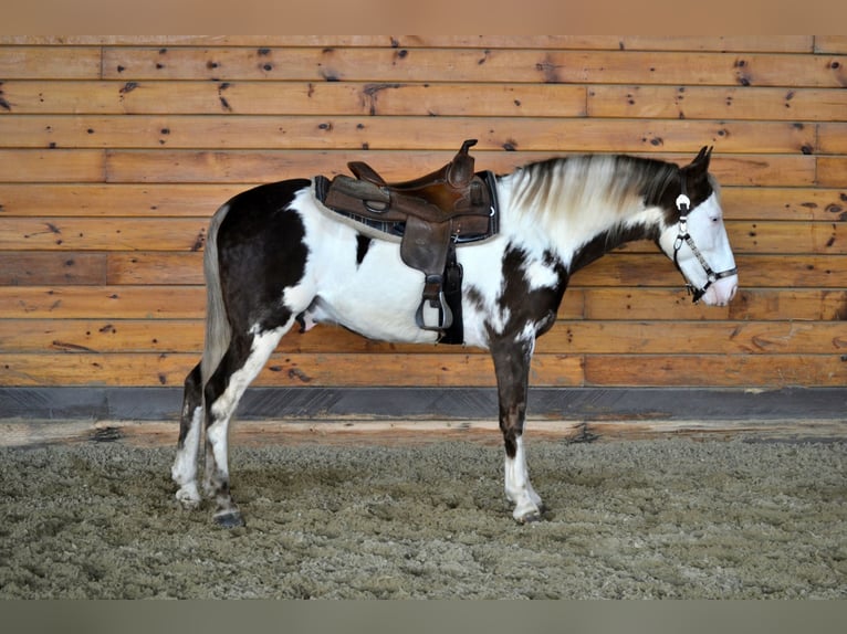Tennessee Walking Horse Castrone 7 Anni 155 cm Overo-tutti i colori in Bellingham, MA