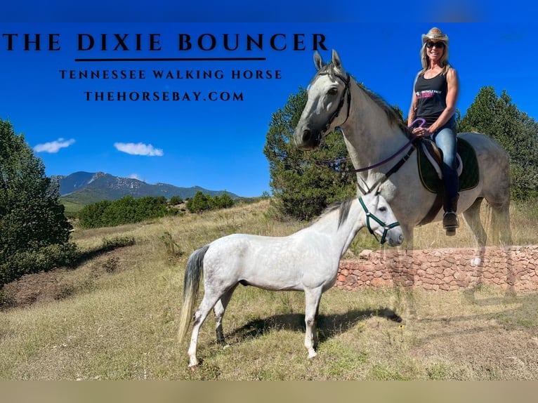 Tennessee Walking Horse Castrone 7 Anni Grigio in Colorado Springs, CO