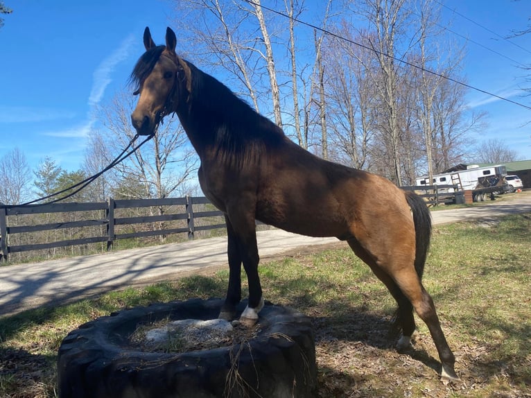 Tennessee Walking Horse Castrone 7 Anni Pelle di daino in Whitley City KY