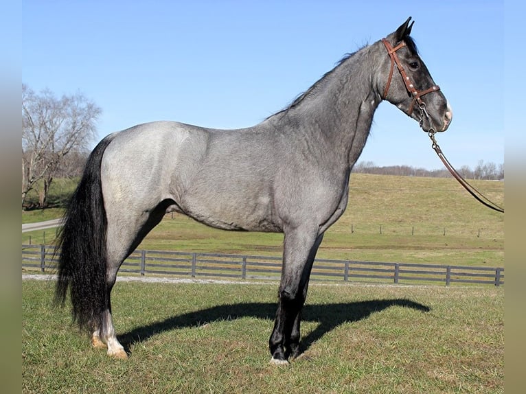 Tennessee Walking Horse Castrone 7 Anni Roano blu in Bonita CA