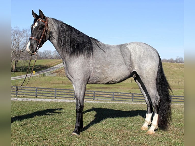 Tennessee Walking Horse Castrone 7 Anni Roano blu in Bonita CA