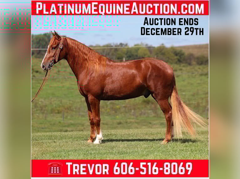 Tennessee Walking Horse Castrone 7 Anni Sauro scuro in Parkers Lake Ky