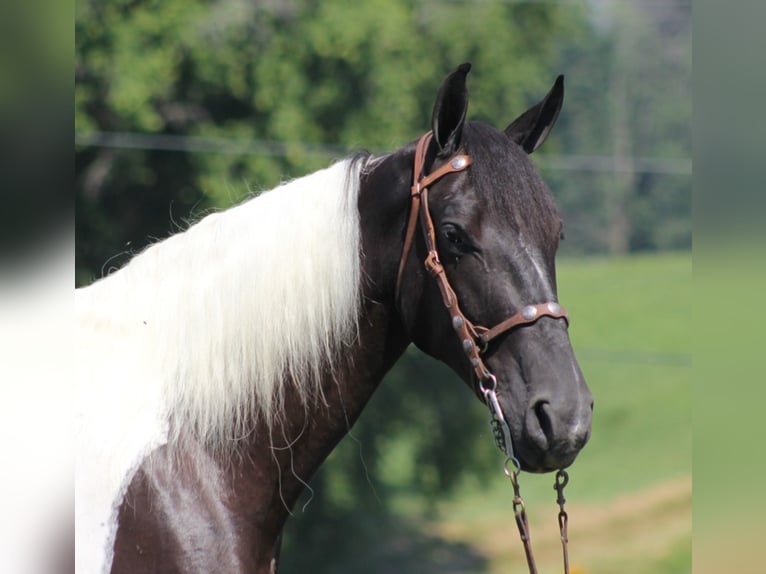 Tennessee Walking Horse Castrone 7 Anni Tobiano-tutti i colori in Mount vernon KY