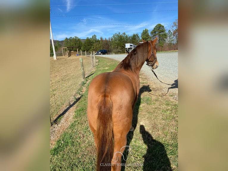 Tennessee Walking Horse Castrone 8 Anni 142 cm Sauro ciliegia in Blanch, NC