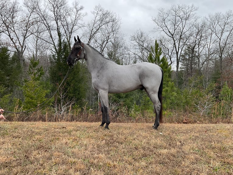 Tennessee Walking Horse Castrone 8 Anni 147 cm Roano blu in Whitley City KY