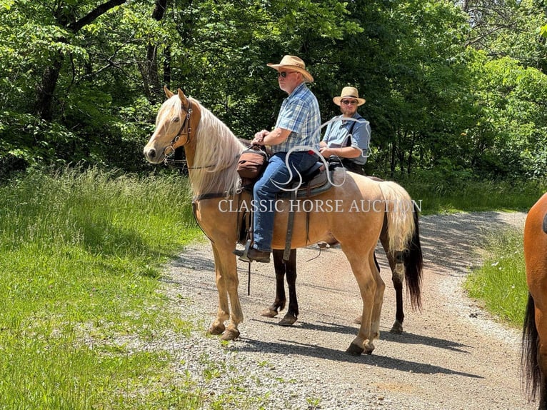 Tennessee Walking Horse Castrone 8 Anni 152 cm Palomino in Grayson, ky