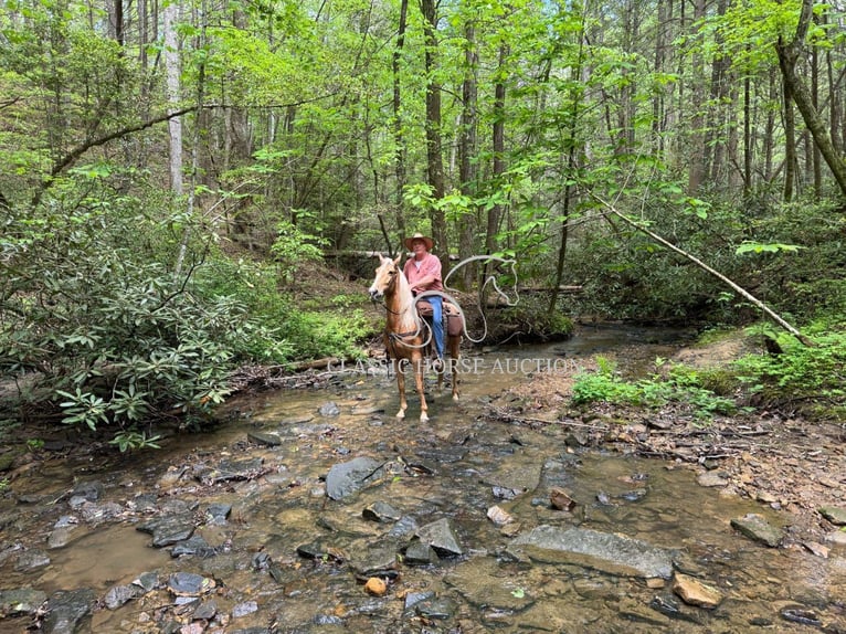 Tennessee Walking Horse Castrone 8 Anni 152 cm Palomino in Grayson, ky