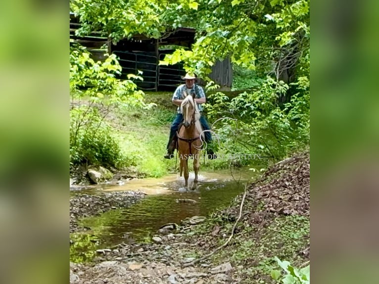 Tennessee Walking Horse Castrone 8 Anni 152 cm Palomino in Grayson, ky