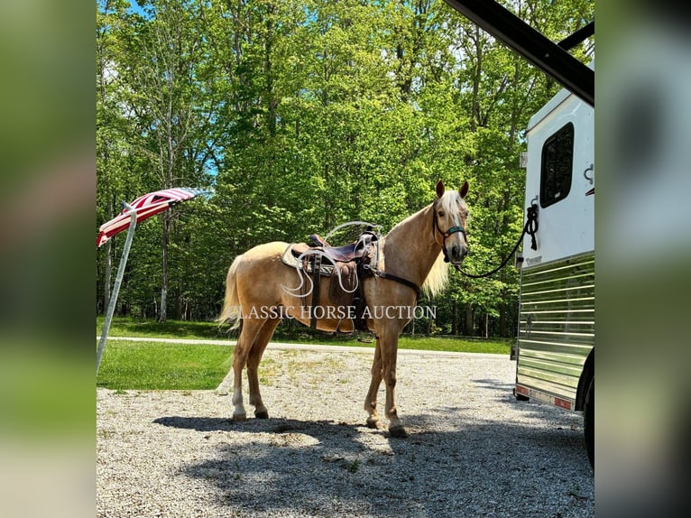 Tennessee Walking Horse Castrone 8 Anni 152 cm Palomino in Grayson, ky