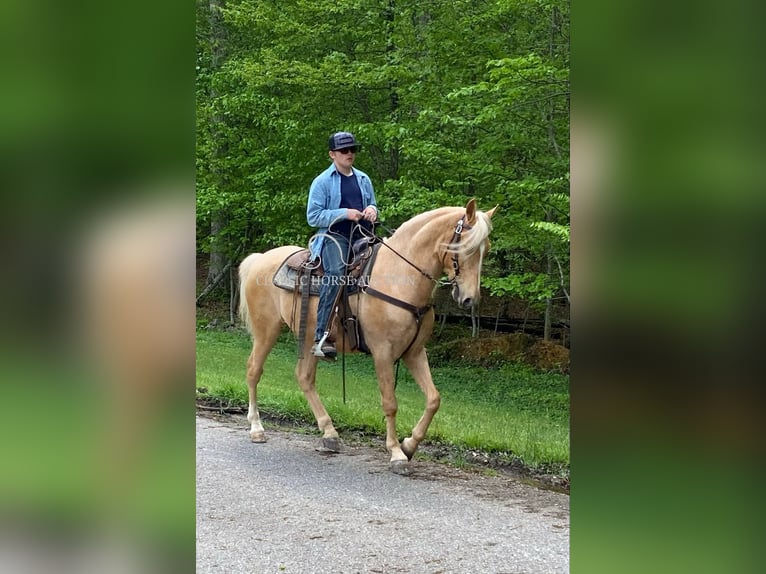 Tennessee Walking Horse Castrone 8 Anni 152 cm Palomino in Grayson, ky