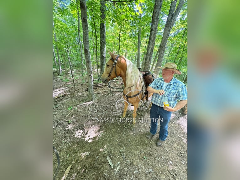 Tennessee Walking Horse Castrone 8 Anni 152 cm Palomino in Grayson, ky