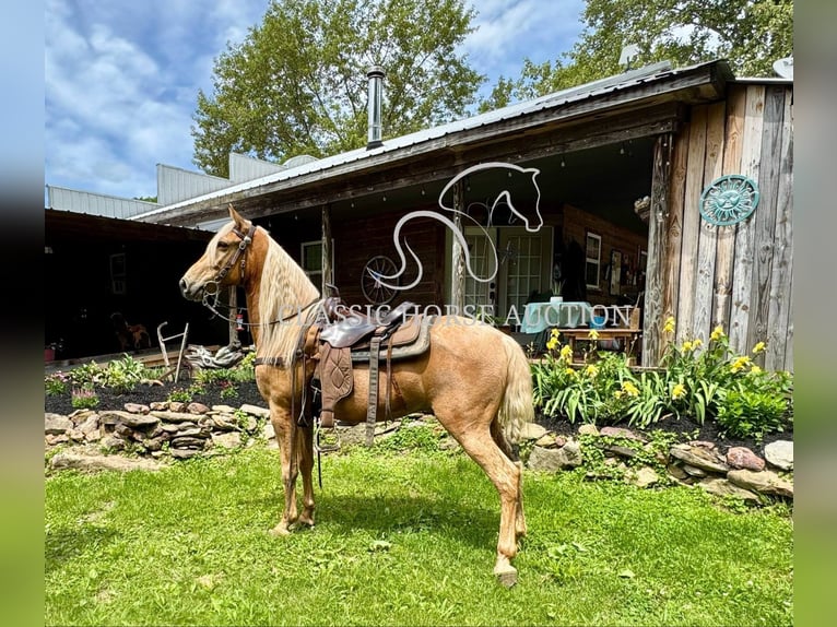Tennessee Walking Horse Castrone 8 Anni 152 cm Palomino in Grayson, ky
