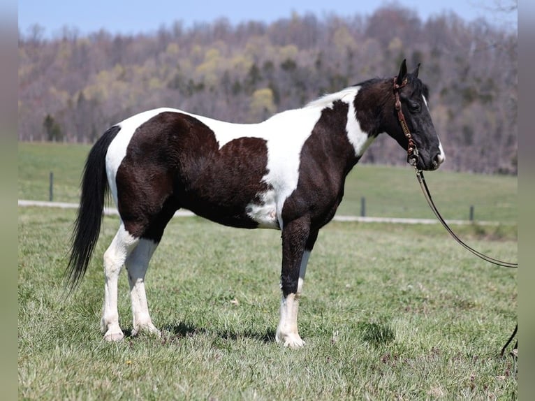 Tennessee Walking Horse Castrone 8 Anni 152 cm Tobiano-tutti i colori in Jamestown KY
