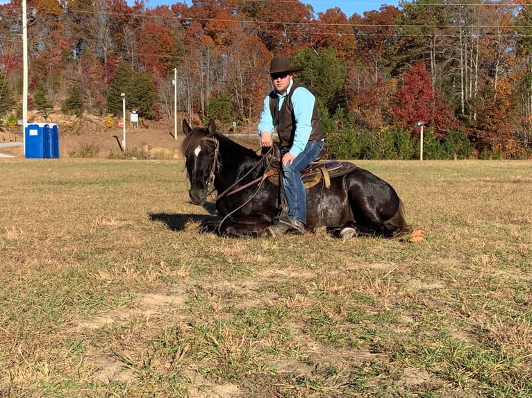 Tennessee Walking Horse Castrone 8 Anni 155 cm Baio in Whitley City KY