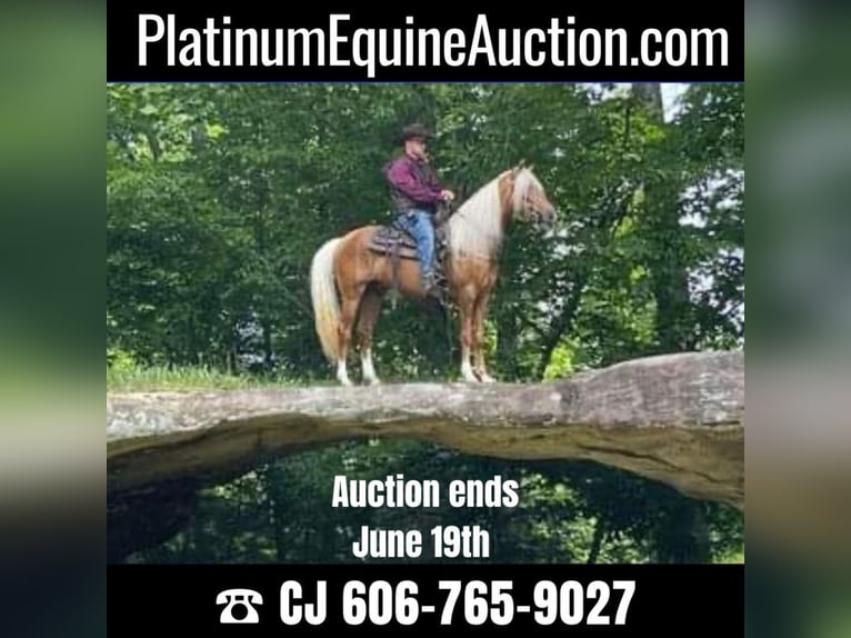 Tennessee Walking Horse Castrone 8 Anni 155 cm Palomino in Whitley City KY