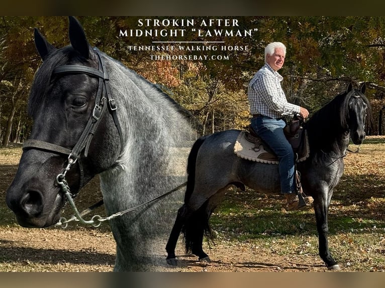 Tennessee Walking Horse Castrone 8 Anni 155 cm Roano blu in Cedar Grove, TN