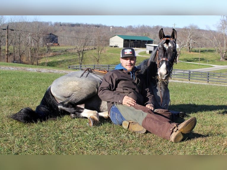 Tennessee Walking Horse Castrone 8 Anni in Bonita CA