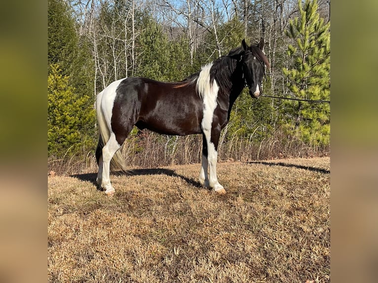 Tennessee Walking Horse Castrone 8 Anni Tobiano-tutti i colori in Whitley City KY