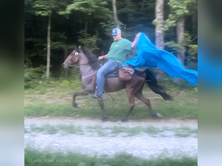 Tennessee Walking Horse Castrone 9 Anni 142 cm Baio roano in Rockholds, KY