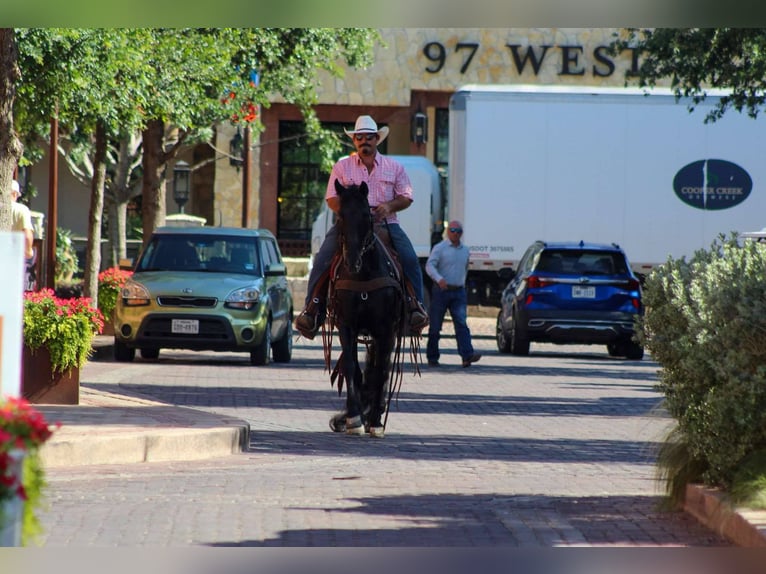 Tennessee Walking Horse Castrone 9 Anni 150 cm Morello in Stephenville TX