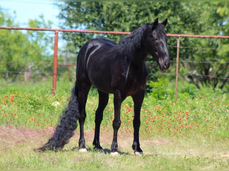 Tennessee Walking Horse Castrone 9 Anni 150 cm Morello in Stephenville TX