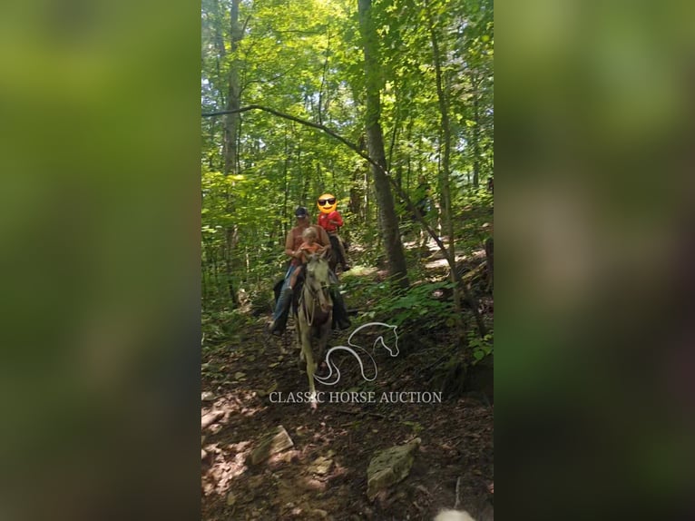 Tennessee Walking Horse Castrone 9 Anni 152 cm Baio ciliegia in Smithville, TN