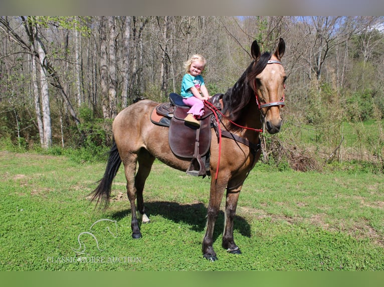 Tennessee Walking Horse Castrone 9 Anni 152 cm Pelle di daino in Rockholds, KY