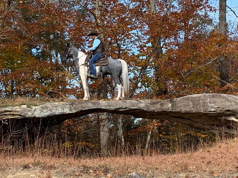Tennessee Walking Horse Castrone 9 Anni 152 cm Tobiano-tutti i colori in Whitley city kY