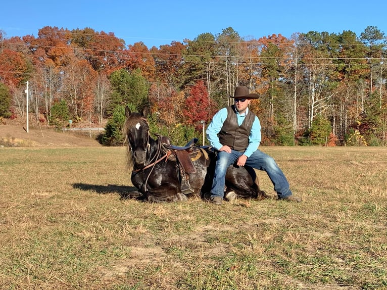 Tennessee Walking Horse Castrone 9 Anni 155 cm Baio in Whitley City KY