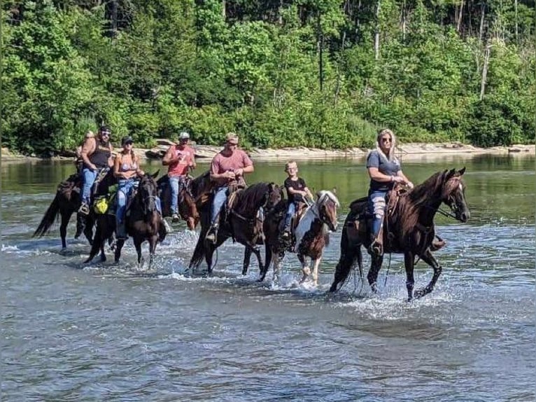 Tennessee Walking Horse Castrone 9 Anni 155 cm Baio in Whitley City KY