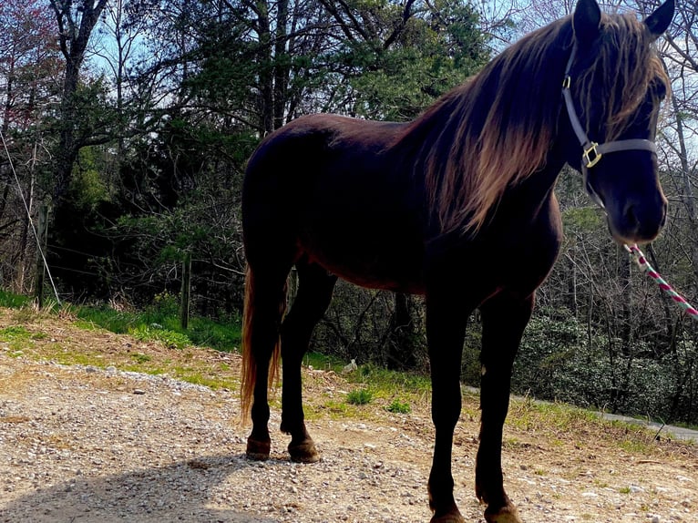 Tennessee Walking Horse Castrone 9 Anni 155 cm Baio in Whitley City KY