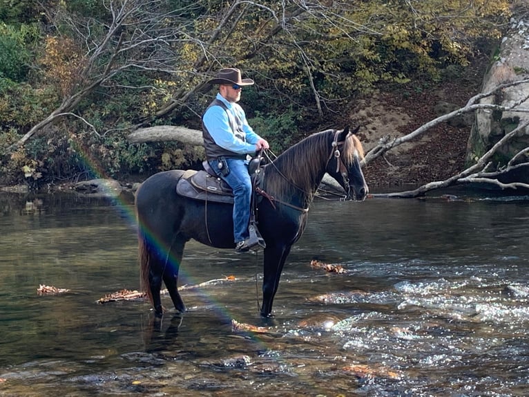 Tennessee Walking Horse Castrone 9 Anni 155 cm Baio in Whitley City KY