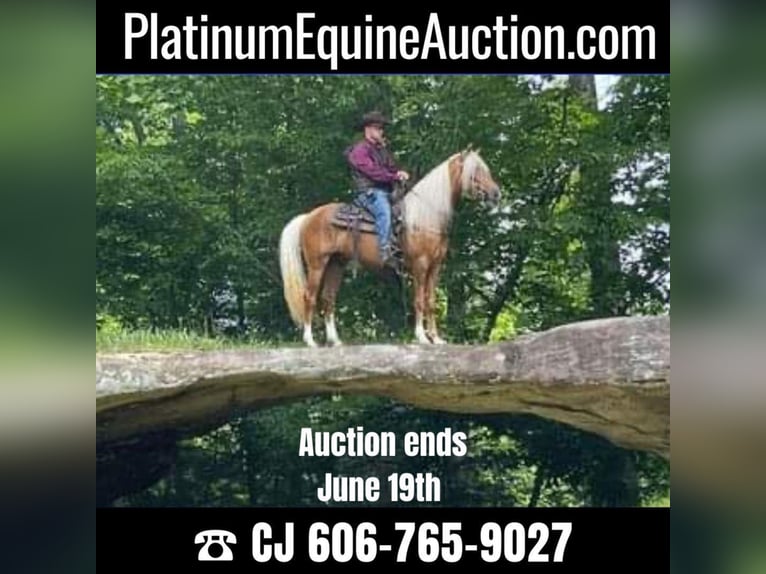 Tennessee Walking Horse Castrone 9 Anni 155 cm Palomino in Whitley City KY