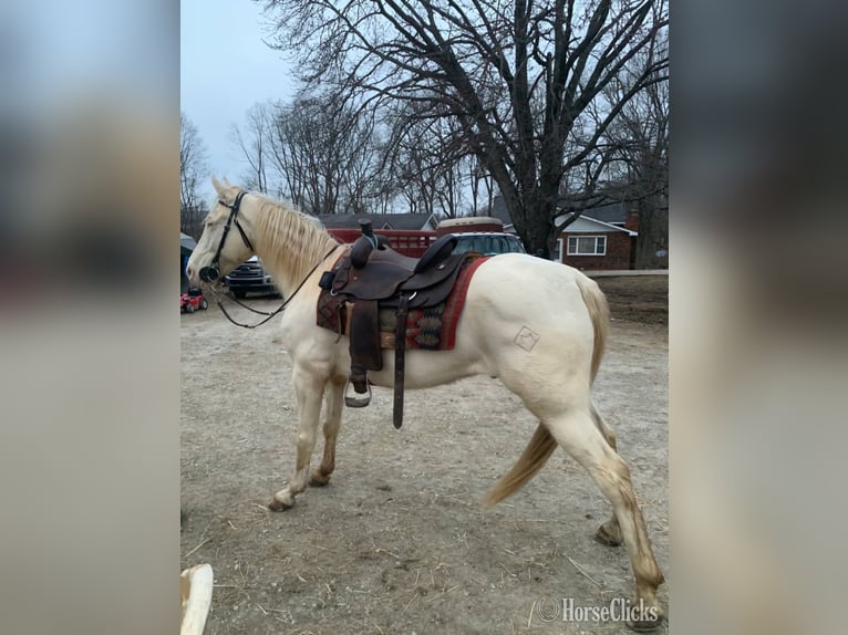 Tennessee Walking Horse Castrone 9 Anni 160 cm Perlino in Shoals, Indiana