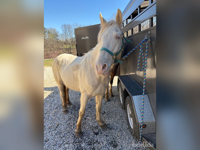 Tennessee Walking Horse Castrone 9 Anni 160 cm Perlino in Shoals, Indiana