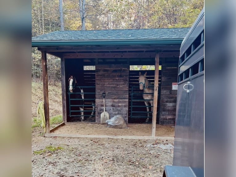 Tennessee Walking Horse Castrone 9 Anni 160 cm Perlino in Shoals, Indiana