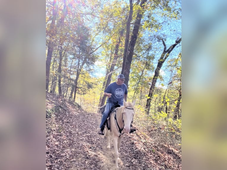 Tennessee Walking Horse Castrone 9 Anni 160 cm Perlino in Shoals, Indiana