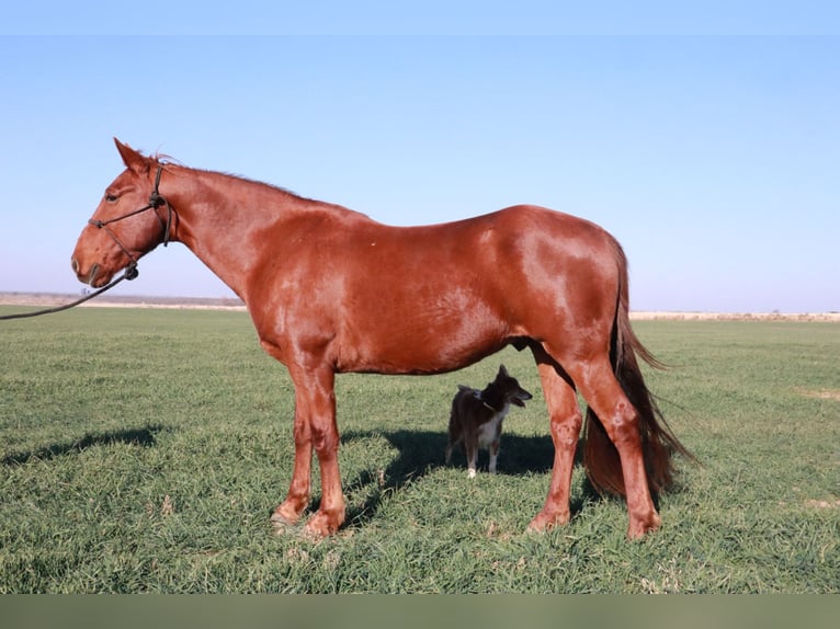 Tennessee Walking Horse Castrone 9 Anni 160 cm Sauro ciliegia in Wichita Falls