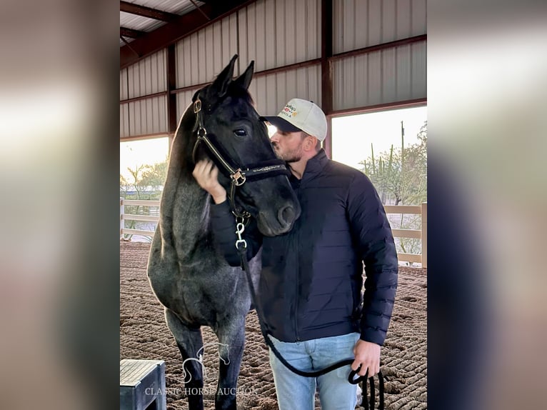 Tennessee Walking Horse Castrone 9 Anni 163 cm in Phoenix, AZ