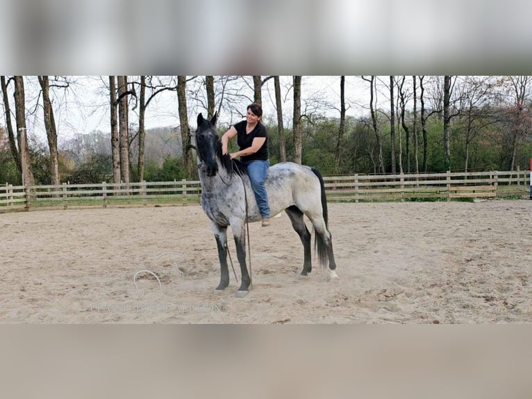 Tennessee Walking Horse Castrone 9 Anni 163 cm in Phoenix, AZ