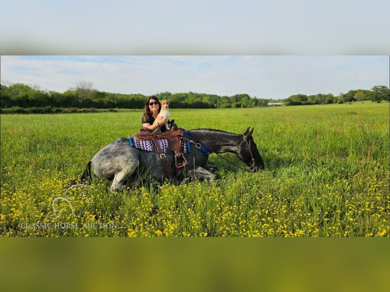 Tennessee Walking Horse Castrone 9 Anni 163 cm in Phoenix, AZ