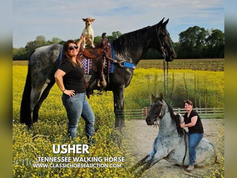 Tennessee Walking Horse Castrone 9 Anni 163 cm in Phoenix, AZ