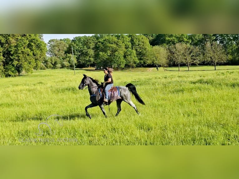 Tennessee Walking Horse Castrone 9 Anni 163 cm in Phoenix, AZ