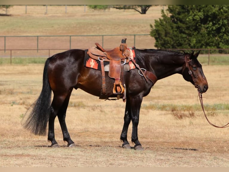 Tennessee Walking Horse Castrone 9 Anni Baio ciliegia in Cleburne TX