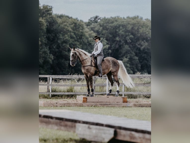 Tennessee Walking Horse Castrone 9 Anni in Spalt