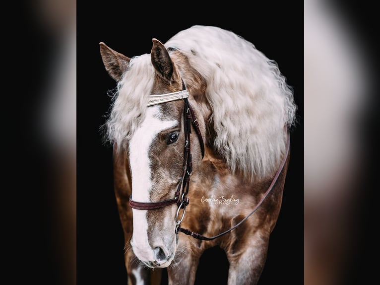 Tennessee Walking Horse Castrone 9 Anni in Spalt