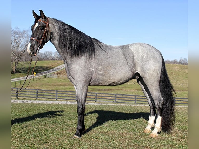 Tennessee Walking Horse Castrone 9 Anni Roano blu in Bonita CA