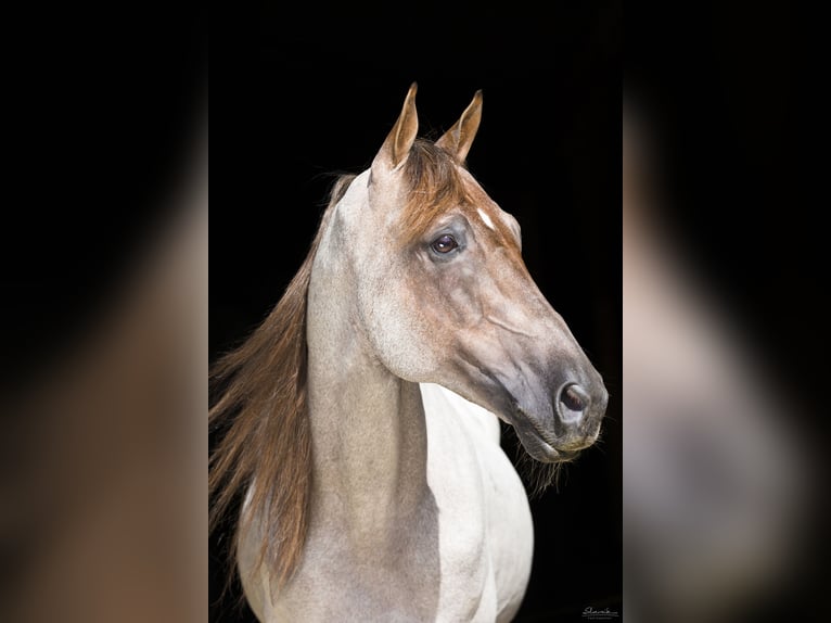 Tennessee walking horse Étalon 15 Ans 160 cm Rouan Rouge in Wemding